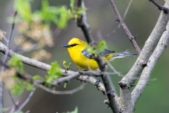 A blue-winged warbler along Sargeant Creek at Newton Hills State Park.