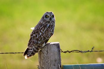 A bit further up the road from Bear Butte, a short-eared owl calmly surveyed the prairie.