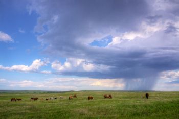 Rain over a horse pasture along Leedom Pike road in northwestern Ziebach county.