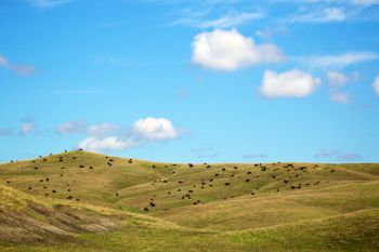 Buffalo under a blue sky along the Bad River Road.