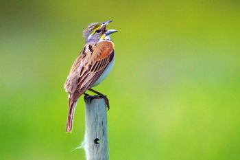 A singing dicksissel on a Bad River Road fencepost.