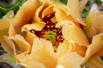 One of the first blooming prickly pear cacti of the spring at Badlands National Park.