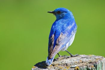 Mountain bluebird.