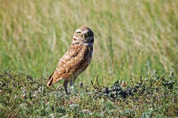 Burrowing owl.