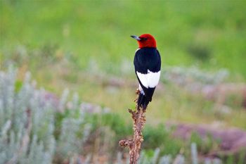 Red-headed woodpecker.