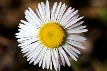 Daisy fleabane.