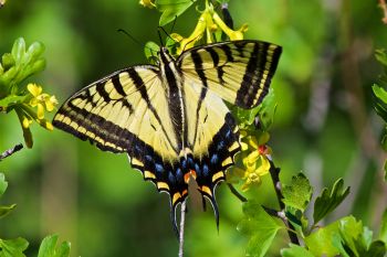 Eastern swallowtail butterfly.