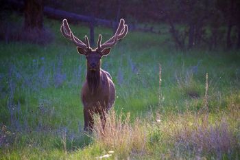 Evening elk in southern Custer State Park.