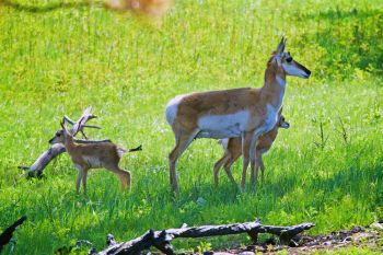 Pronghorn twins with mom.