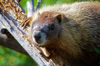 Marmot along the Hell Canyon trail.