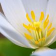 The inside of a bloodroot flower, taken at Newton Hills State Park.