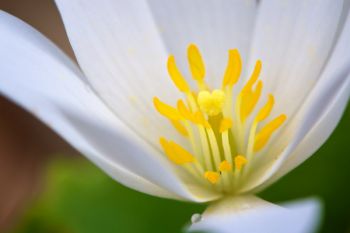 The inside of a bloodroot flower, taken at Newton Hills State Park.