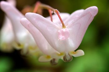 Dutchman’s Breeches at Newton Hills State Park.