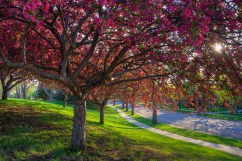 Blossoming trees on the south side of Sioux Falls add unique color to an otherwise ordinary scene.