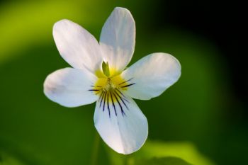 A single flower against a solid background of uniform color is a great way to isolate the beauty of the flower. This is a Canada violet at Newton Hills State Park.
