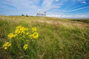 Western wallflowers on a prairie hillside of Todd County. The church in the distance is Sacred Heart Church.