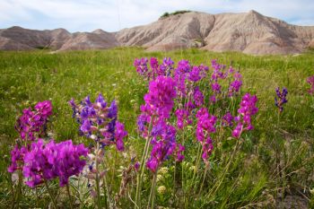 I’m not exactly sure, but I think these are locoweed blooms (lighter lavender) with a species of milkvetch (darker) at Badlands National Park.