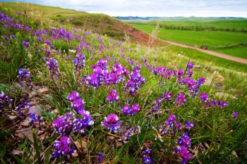 A Custer State Park hillside covered with what I think are American Vetch flowers, however I’ve not seen them so distinctly two-toned like this before.