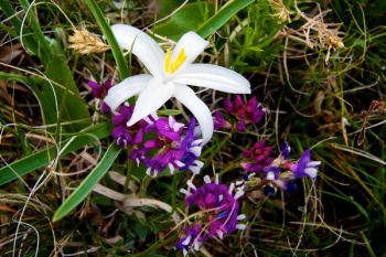 A sand or star lily in amongst the purple blossoms.