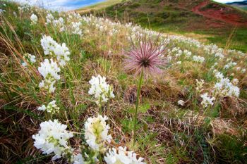 A pasqueflower going to seed amongst white blossoms on a hillside of Custer State Park.