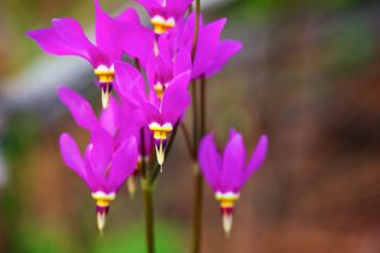 Shooting stars found in Wind Cave National Park.