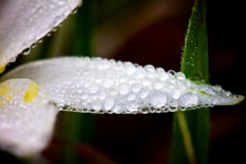 Dewdrops on a star lily petal.