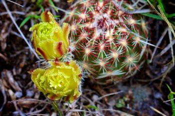 Missouri pin cushion cactus about to bloom in Wind Cave National Park.