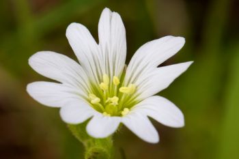 This white-blossomed beauty was found near a patch of shooting star flowers in the Fort Meade Recreation area near Sturgis.