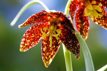 A chocolate lily in bloom at the Reva Gap campground in the Slim Buttes of Harding County.