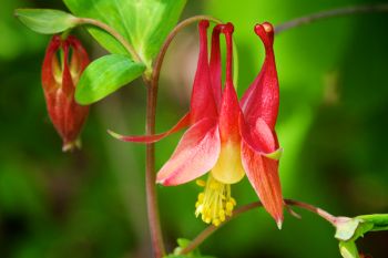 Eastern red or wild columbine in bloom at Sica Hollow State Park.