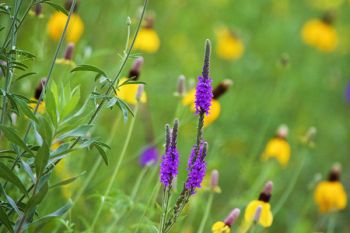 Wooly verbena and yellow coneflowers along the road to Lake Hendricks State Recreation Area.