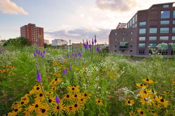 Wildflowers in Sioux Falls.