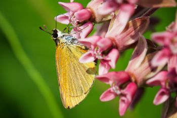 An orange moth dining on milkweed blooms at Lake Vermillion Recreation Area.