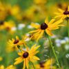 A patch of black-eyed Susan along the hiking trail at Lake Vermillion Recreation Area.