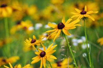 A patch of black-eyed Susan along the hiking trail at Lake Vermillion Recreation Area.