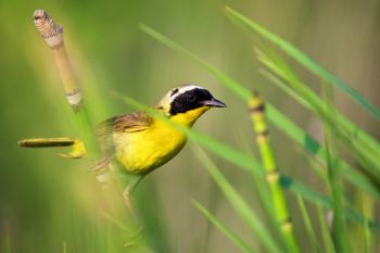 A common yellowthroat among the reeds and milkweed adjacent to Lake Vermillion.