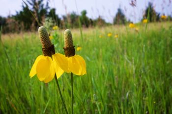 Yellow coneflowers taken with a wide-angle lens along the hiking trail at Lake Vermillion Recreation Area.