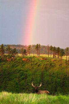 A bull elk happened to wander between the rainbow and me.