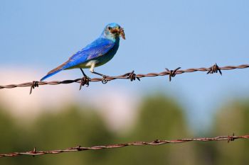A colorful mountain bluebird dutifully hunting and feeding its young at Custer State Park.