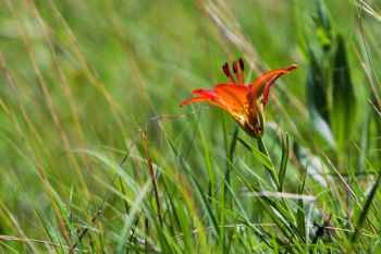 A lone wood lily in the hillside grasses of Custer State Park.