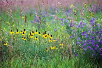 Yellow coneflower with tall grass and alfalfa in rural Jerauld County.