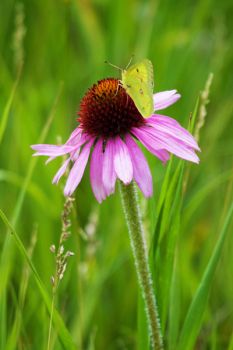 A common clouded yellow butterfly dining on black samson in Brookings County.