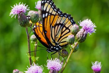 A monarch butterfly dining on flowers at Lake Vermillion Recreation Area.