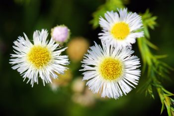 Daisy fleabane at Lake Vermillion Recreation Area.