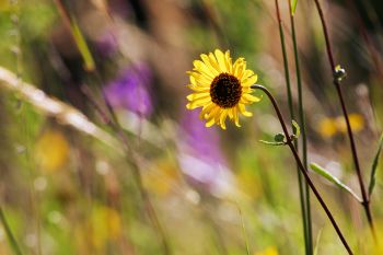 A lone sunflower among tall grass and prairie blazingstars in the hills of the Big Sioux Recreation Area near Brandon.