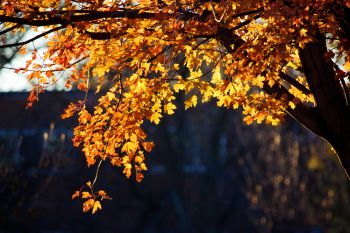 An arch of backlit autumn leaves on the campus of Augustana University in Sioux Falls.