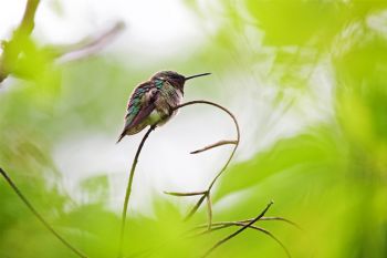 Ruby-throated Hummingbird at Newton Hills State Park. (Click to enlarge photos.)