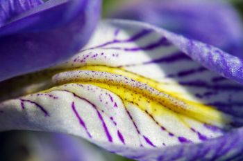Macro detail of a Blue Iris flower petal at Custer State Park.