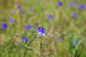 Wild flax at Custer State Park.