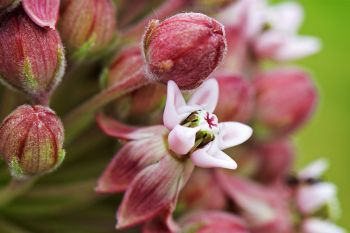 Macro detail of milkweed just beginning to bloom at Lake Vermillion Recreation Area south of Montrose.